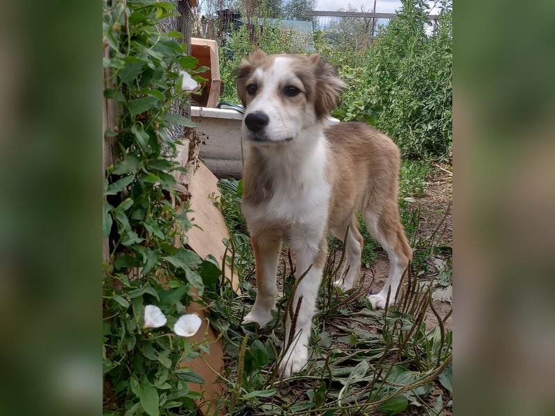 Welpendame LASSIE sucht Ihre Familie!
