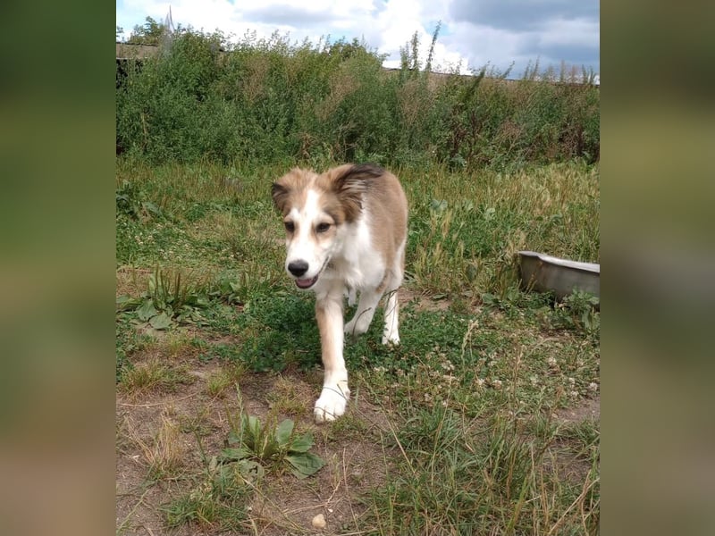 Welpendame LASSIE sucht Ihre Familie!