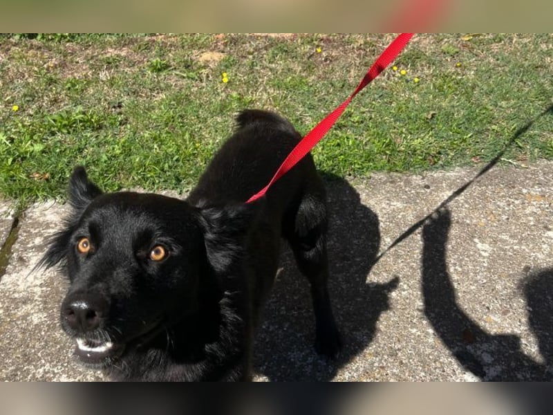 Border Collie Mischling Ella