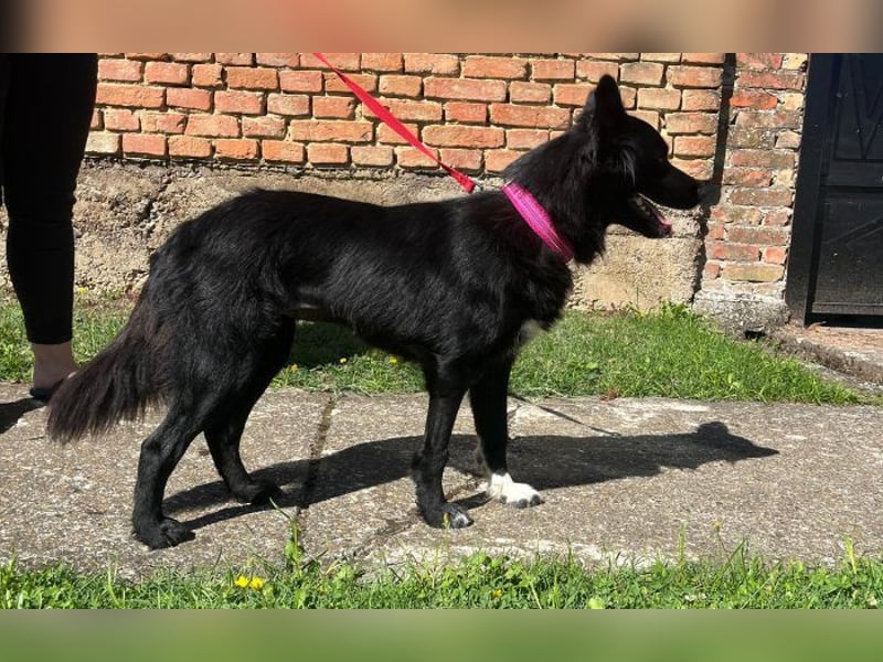 Border Collie Mischling Ella