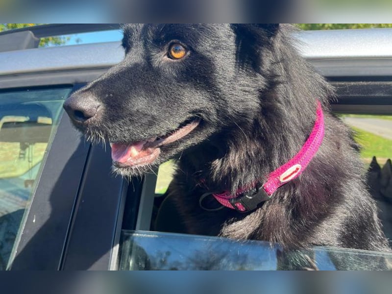 Border Collie Mischling Ella