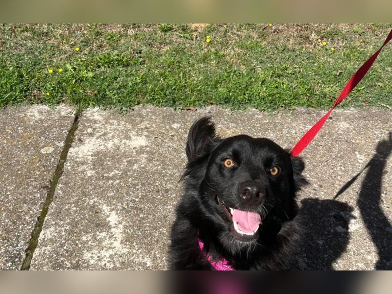 Border Collie Mischling Ella