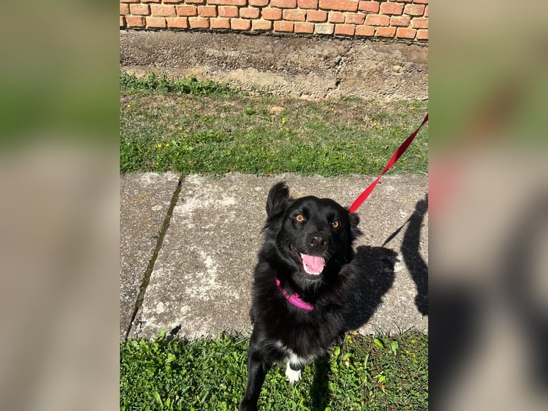 Border Collie Mischling Ella