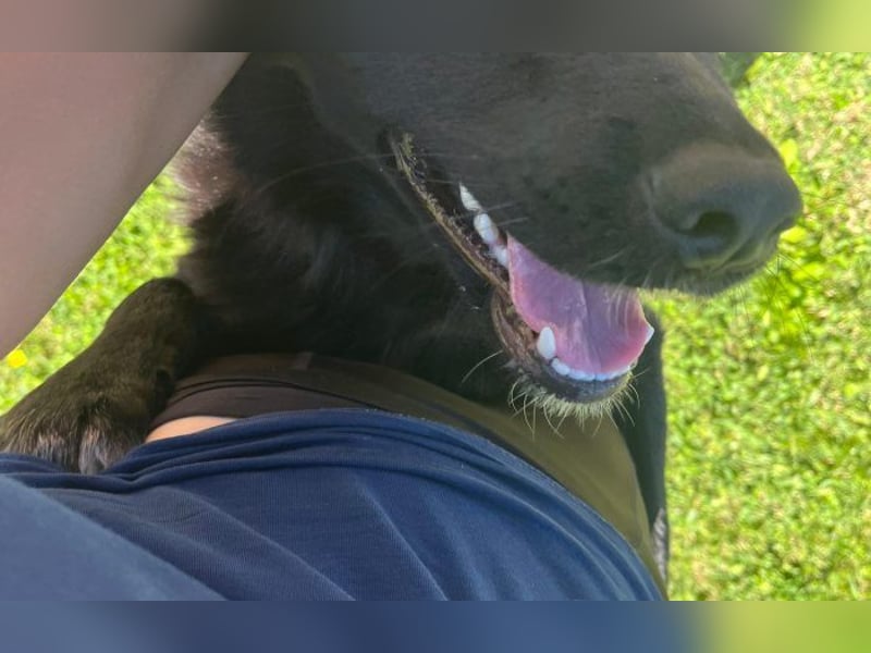 Border Collie Mischling Ella