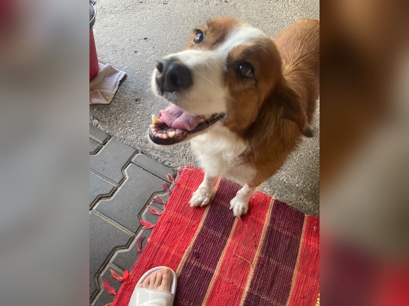Luci – die kleine Maus mit dem großen Herzen