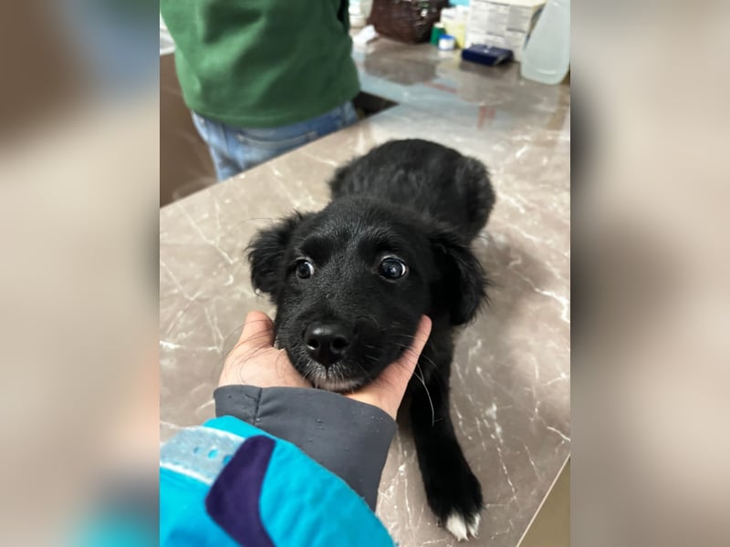 Welpenmädchen Erika in Wiehl sucht Familie