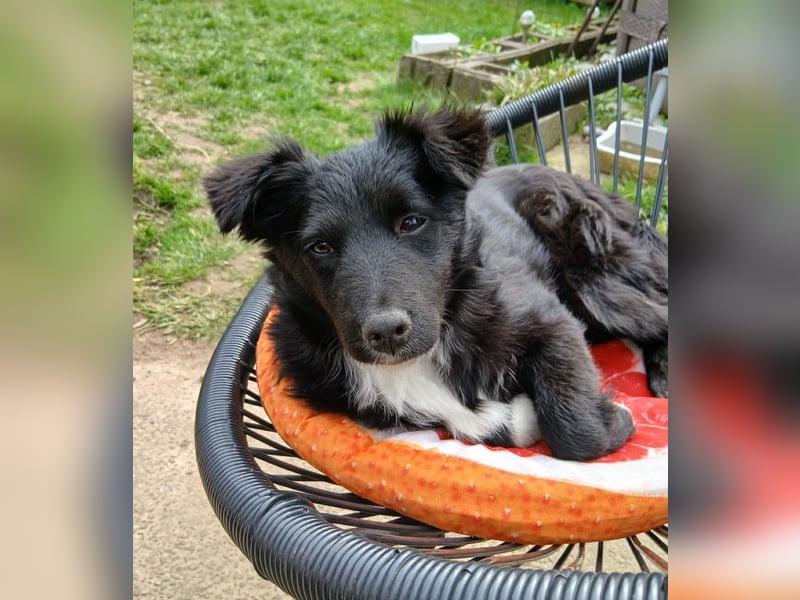 Welpenmädchen Erika in Wiehl sucht Familie