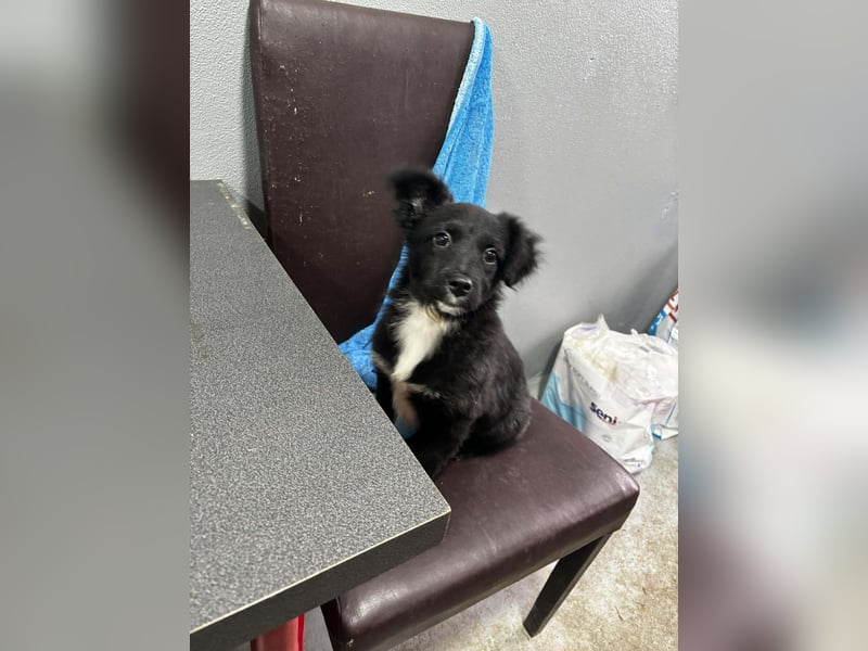 Welpenmädchen Erika in Wiehl sucht Familie