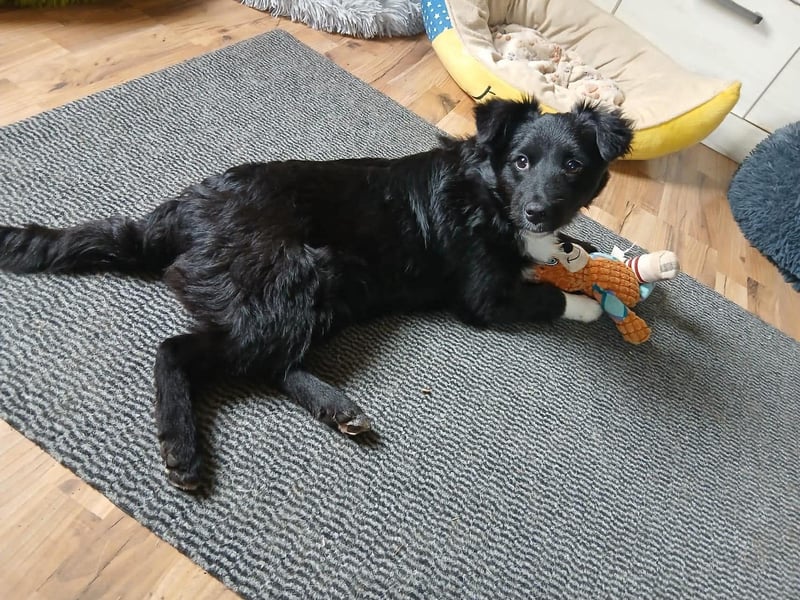 Welpenmädchen Erika in Wiehl sucht Familie