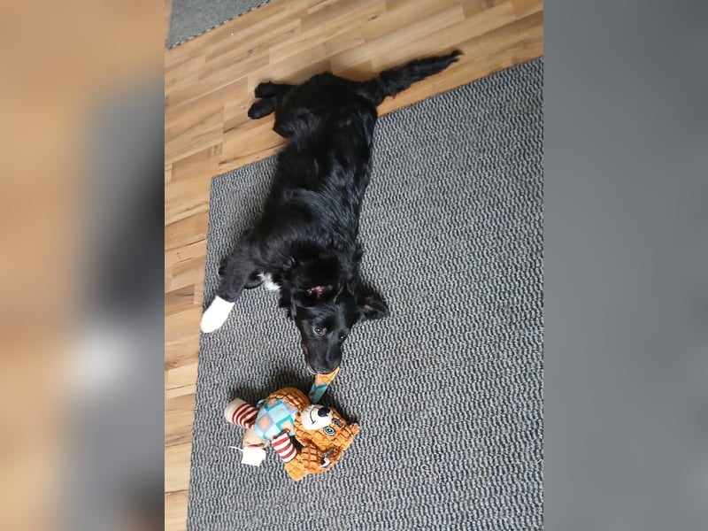 Welpenmädchen Erika in Wiehl sucht Familie