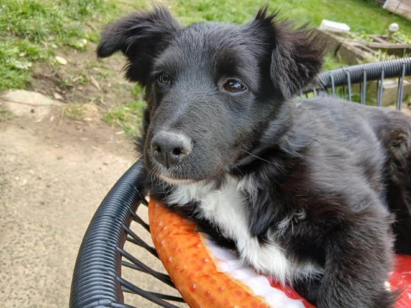 Welpenmädchen Erika in Wiehl sucht Familie