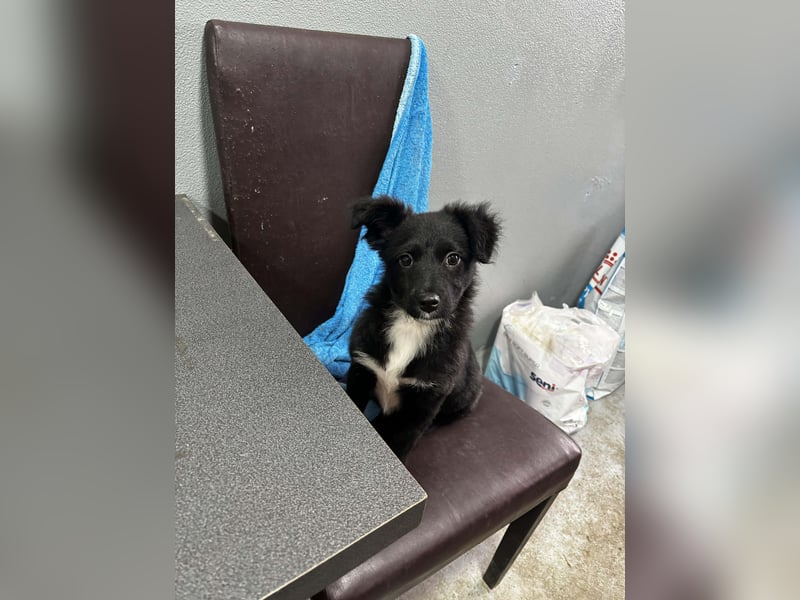 Welpenmädchen Erika in Wiehl sucht Familie