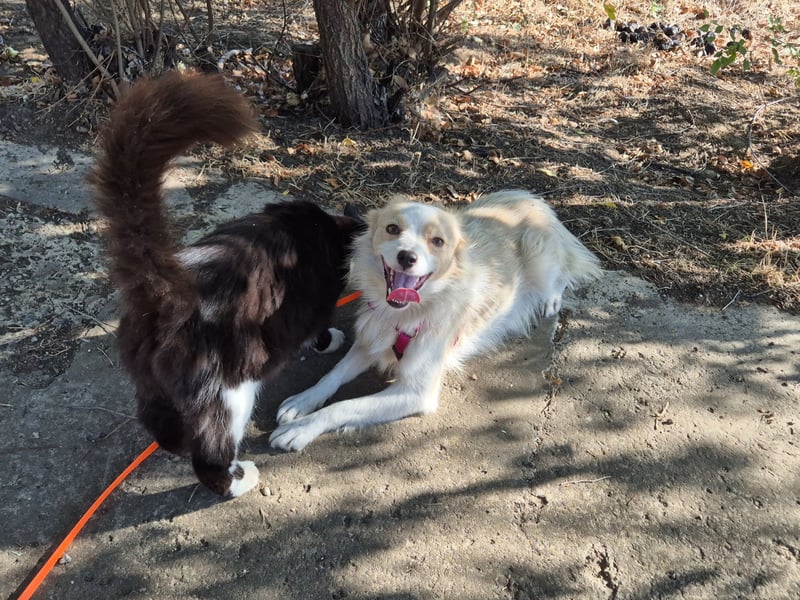 Sanfte Stina sucht Menschen mit Herz