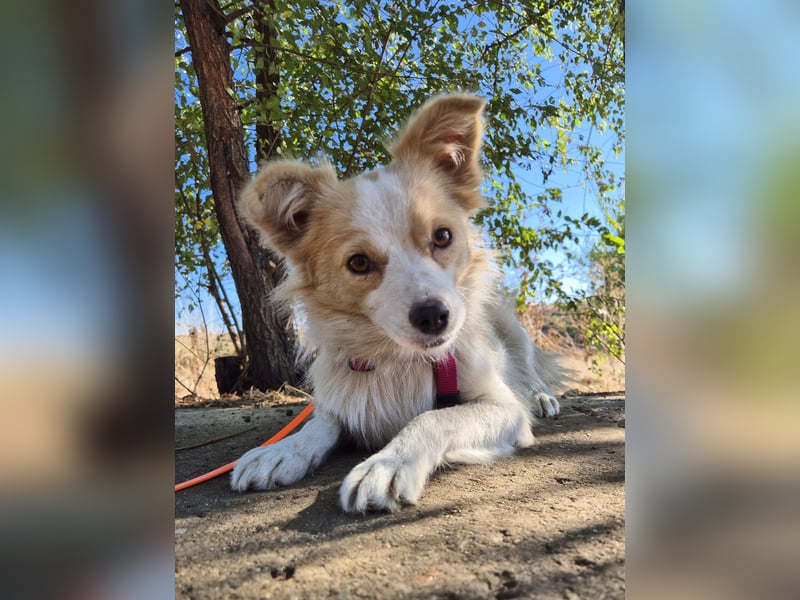 Sanfte Stina sucht Menschen mit Herz