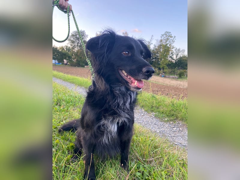 Kormos, gute-Laune Hund