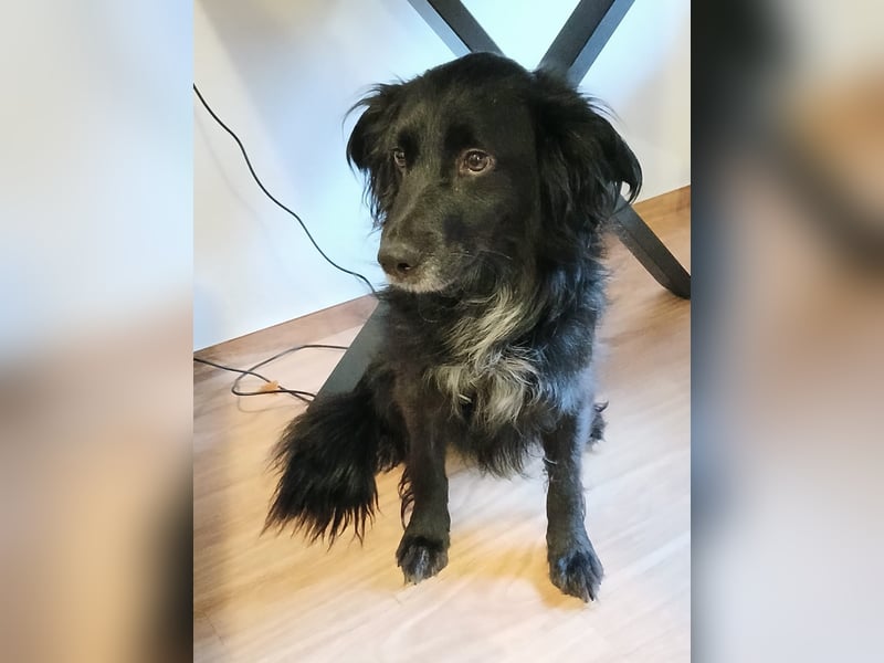 Kormos, gute-Laune Hund