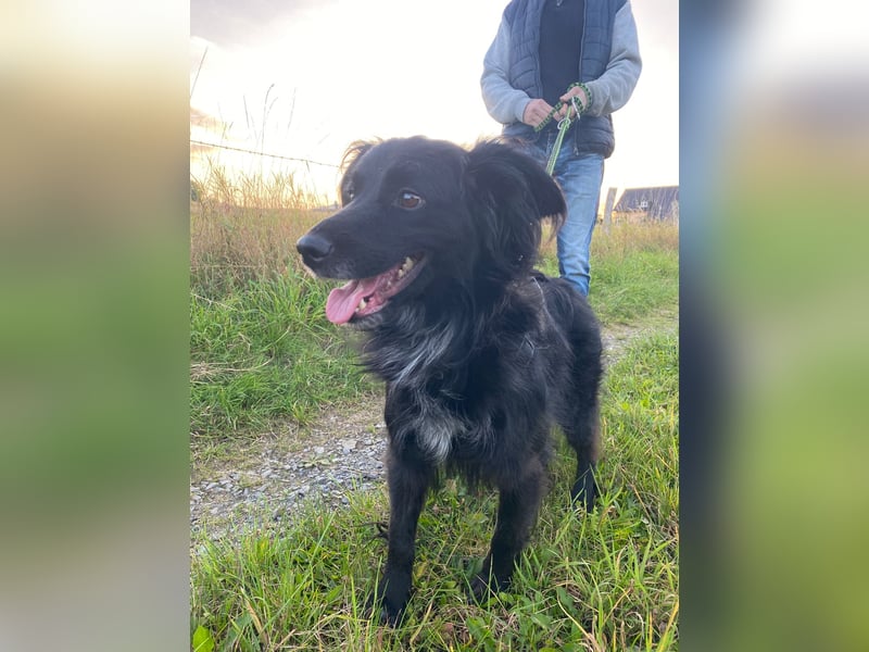 Kormos, gute-Laune Hund