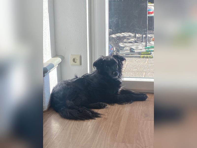 Kormos, gute-Laune Hund