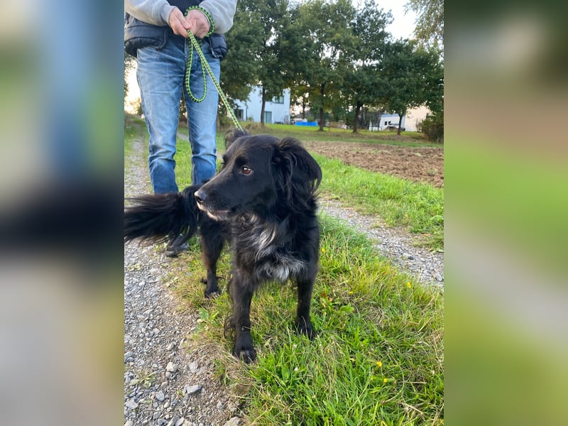 Kormos, gute-Laune Hund