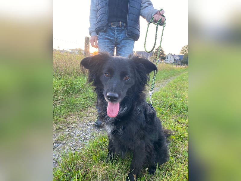 Kormos, gute-Laune Hund