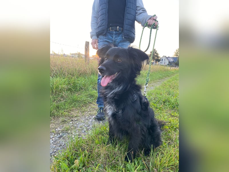 Kormos, gute-Laune Hund