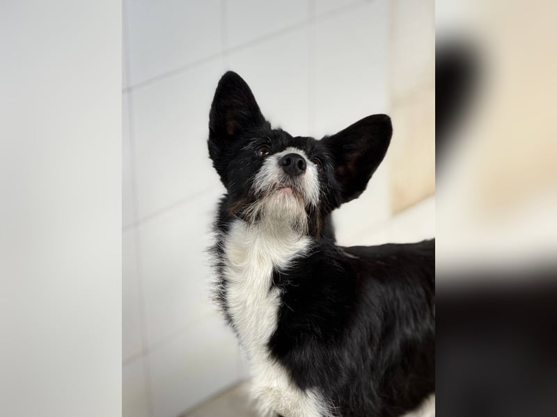 BOWIE - der Hübsche