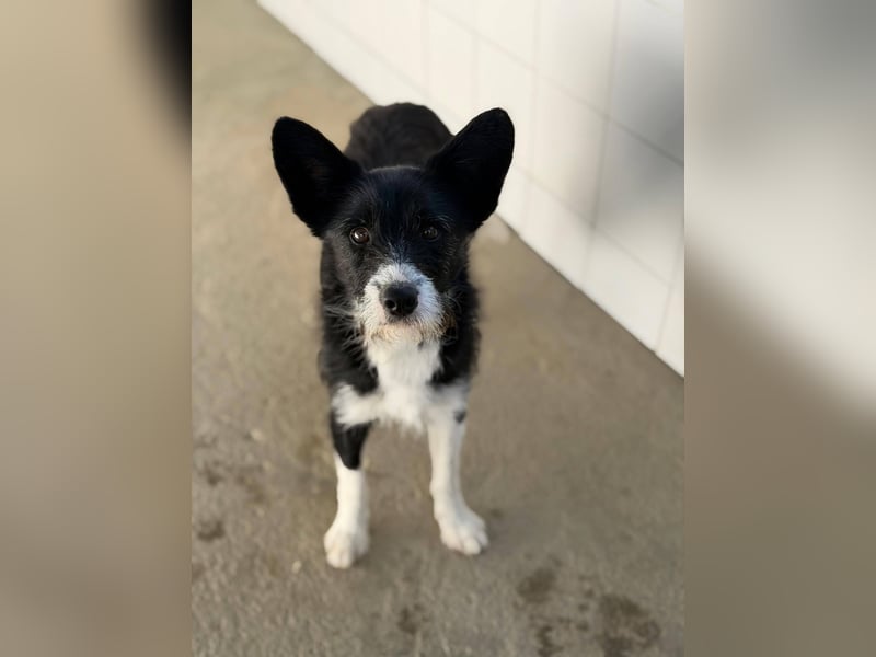 BOWIE - der Hübsche