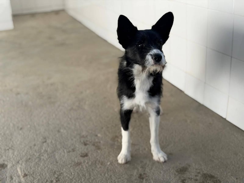 BOWIE - der Hübsche