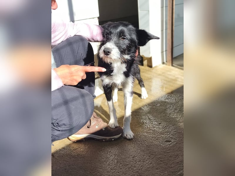 BOWIE - der Hübsche