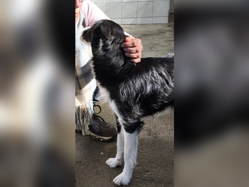 BOWIE - der Hübsche