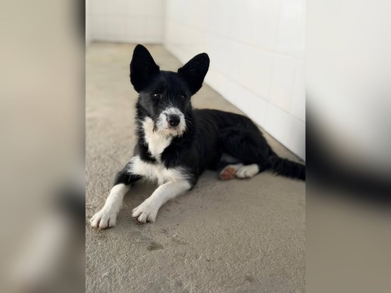 BOWIE - der Hübsche