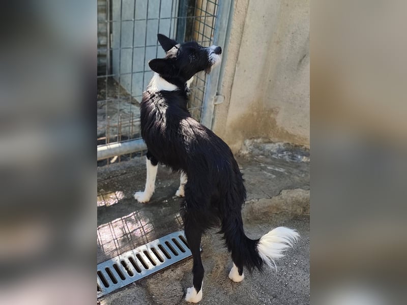 BOWIE - der Hübsche