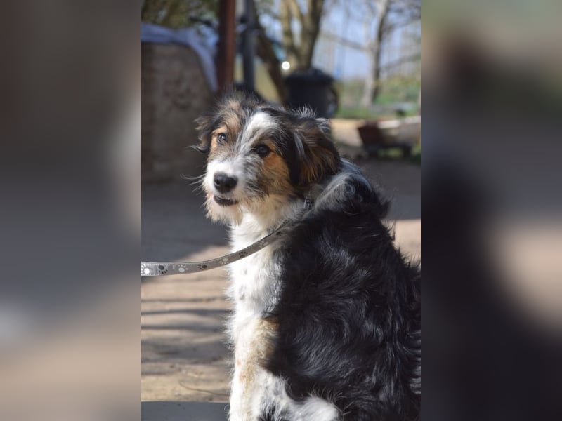 Gerbera - bildhübsche Hündin die lieb, freundlich und verschmust ist