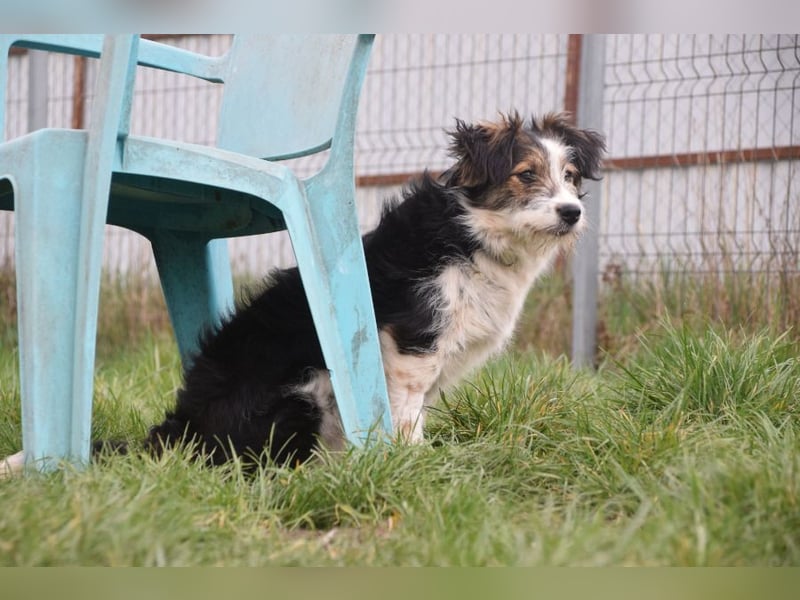 Gerbera - bildhübsche Hündin die lieb, freundlich und verschmust ist