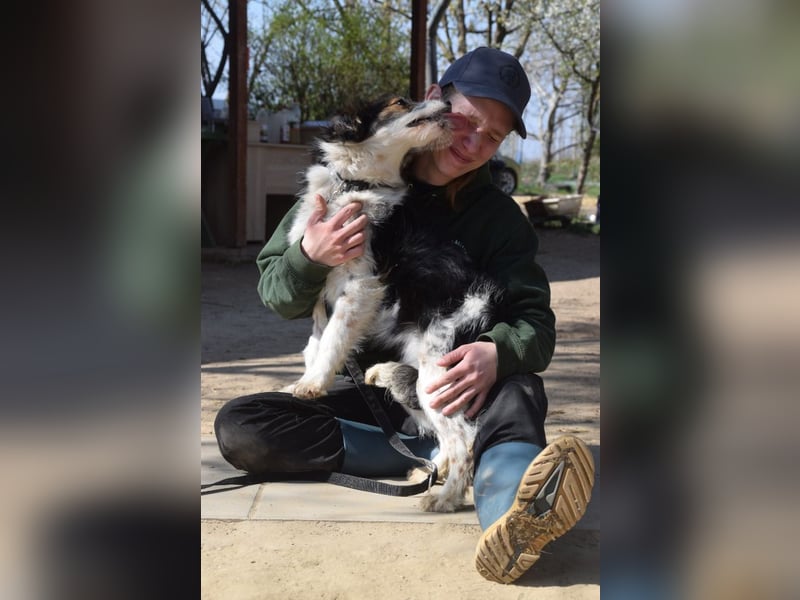 Gerbera - bildhübsche Hündin die lieb, freundlich und verschmust ist