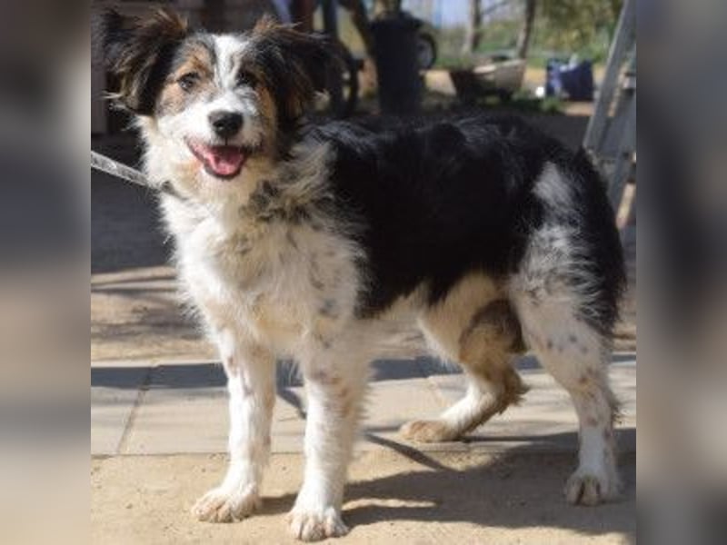 Gerbera - bildhübsche Hündin die lieb, freundlich und verschmust ist