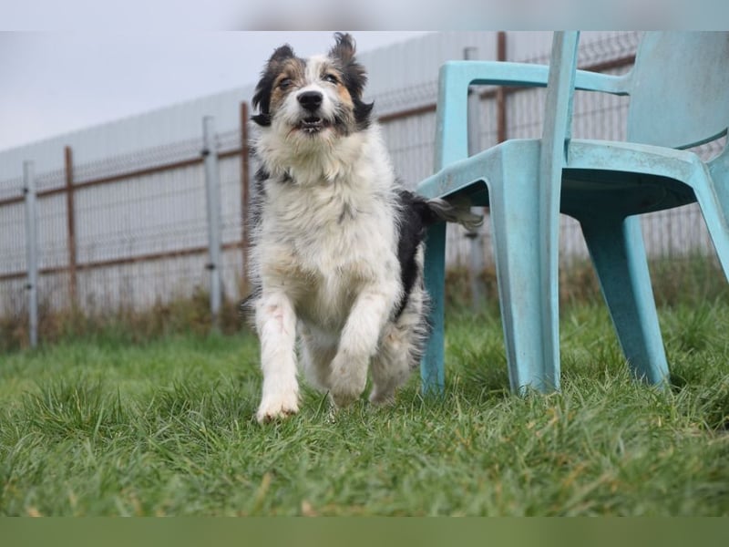 Gerbera - bildhübsche Hündin die lieb, freundlich und verschmust ist