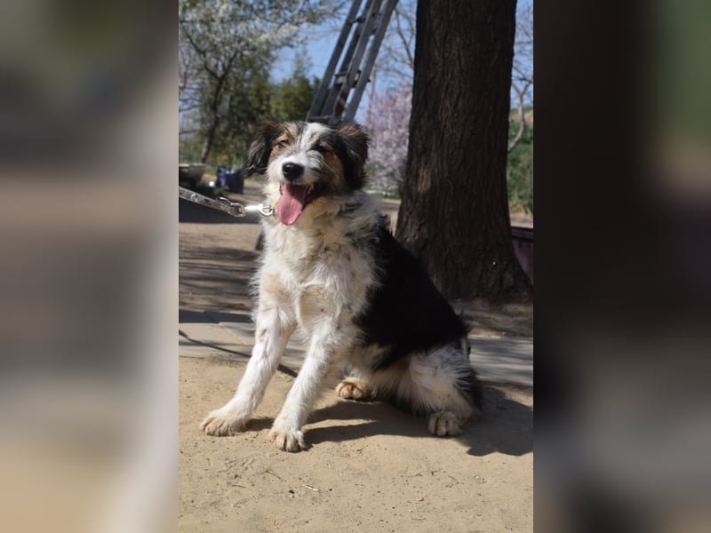 Gerbera - bildhübsche Hündin die lieb, freundlich und verschmust ist