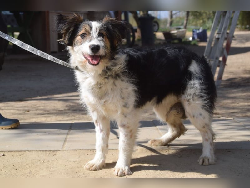 Gerbera - bildhübsche Hündin die lieb, freundlich und verschmust ist