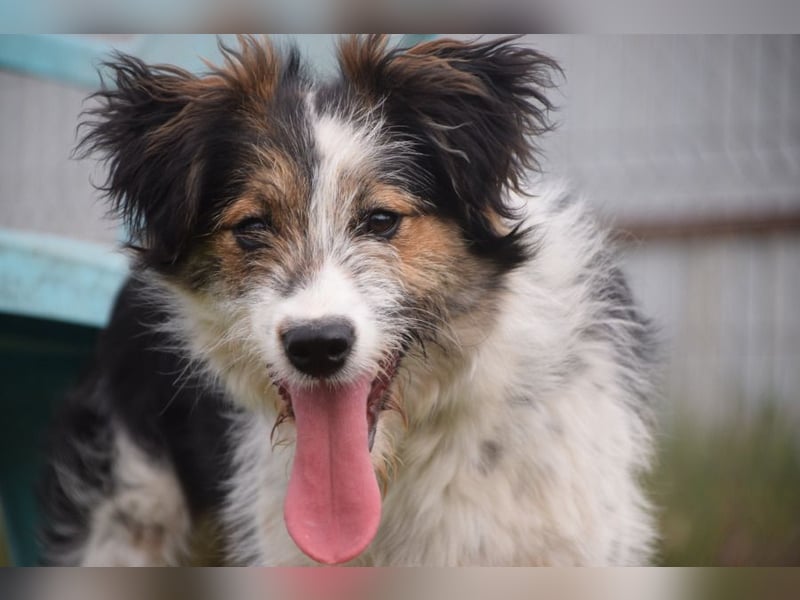 Gerbera - bildhübsche Hündin die lieb, freundlich und verschmust ist