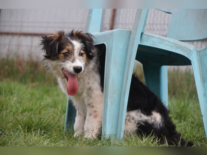 Gerbera - bildhübsche Hündin die lieb, freundlich und verschmust ist