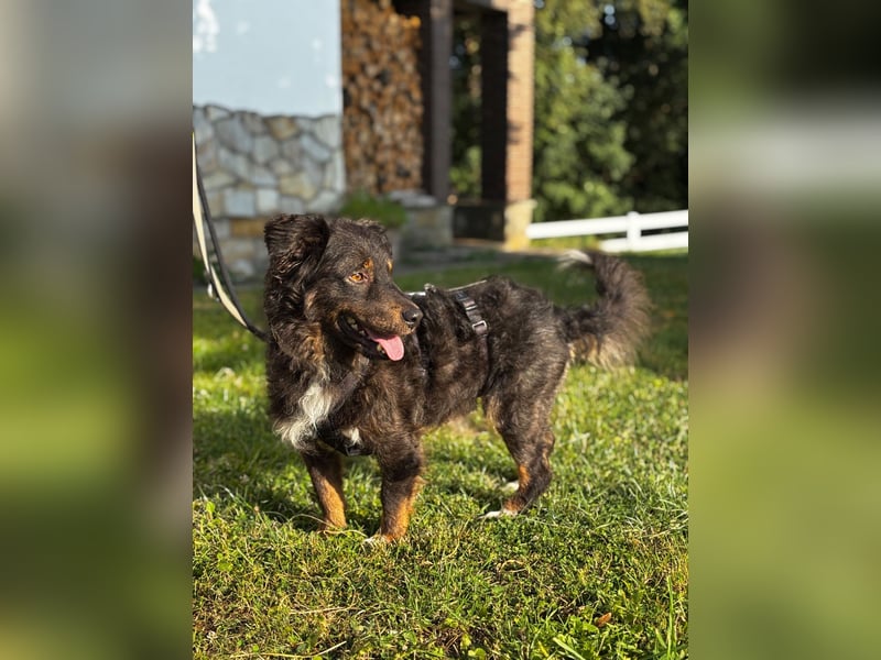 Verschmuster, Collie ähnl. Rüde, 35cm, 6Jahre, gepflegt, stubenrein