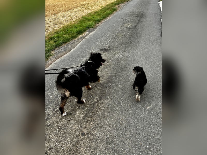 Verschmuster, Collie ähnl. Rüde, 35cm, 6Jahre, gepflegt, stubenrein