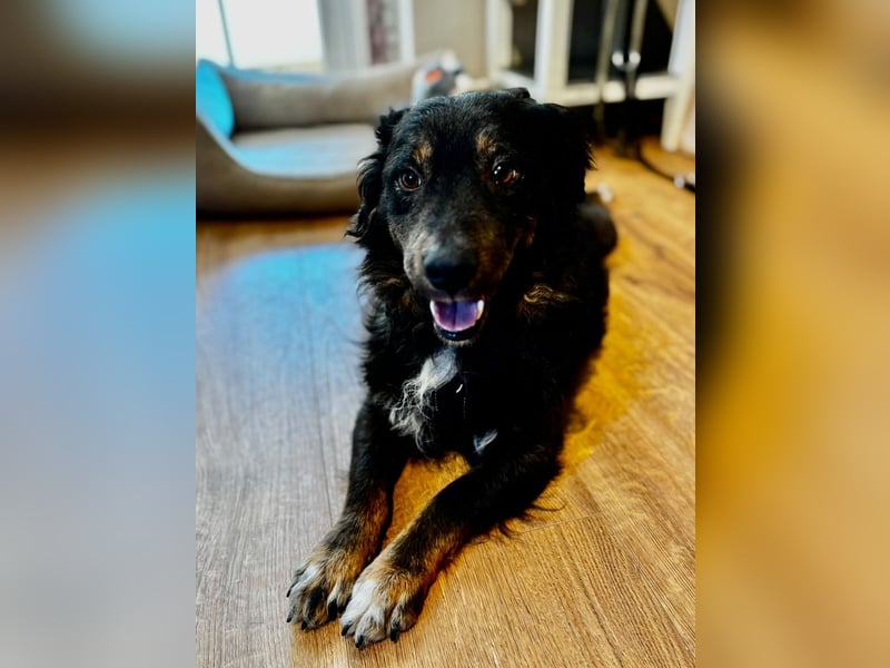 Verschmuster, Collie ähnl. Rüde, 35cm, 6Jahre, gepflegt, stubenrein