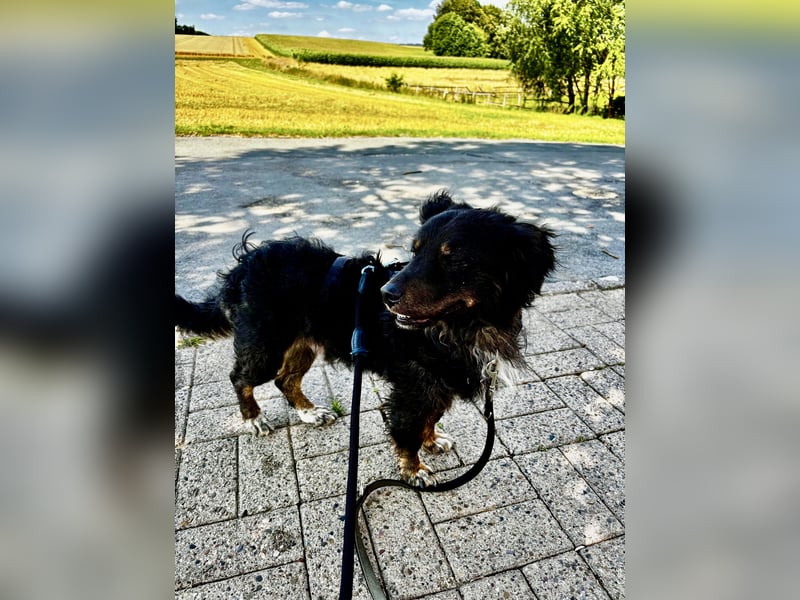 Verschmuster, Collie ähnl. Rüde, 35cm, 6Jahre, gepflegt, stubenrein