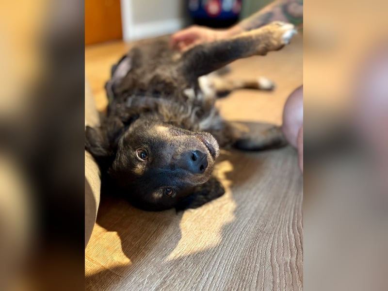 Verschmuster, Collie ähnl. Rüde, 35cm, 6Jahre, gepflegt, stubenrein