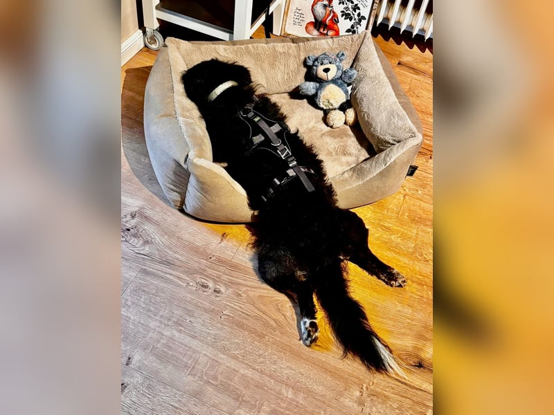 Verschmuster, Collie ähnl. Rüde, 35cm, 6Jahre, gepflegt, stubenrein