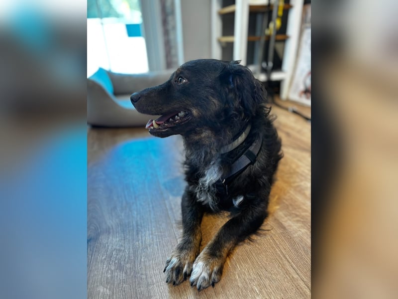 Verschmuster, Collie ähnl. Rüde, 35cm, 6Jahre, gepflegt, stubenrein