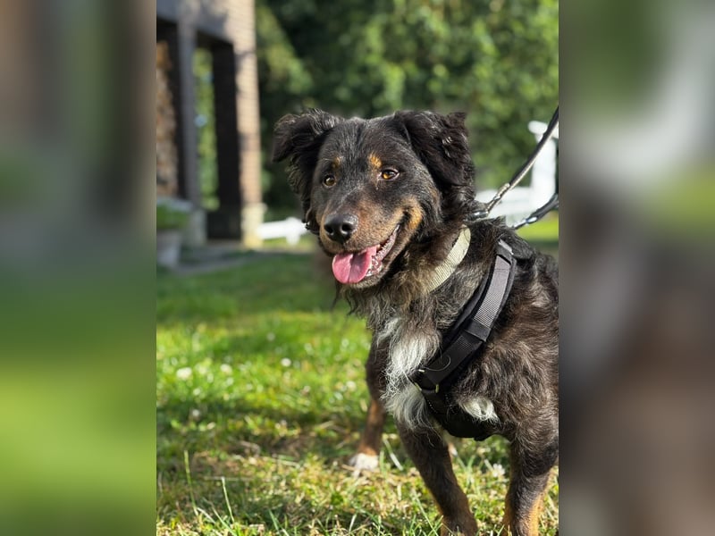 Verschmuster, Collie ähnl. Rüde, 35cm, 6Jahre, gepflegt, stubenrein