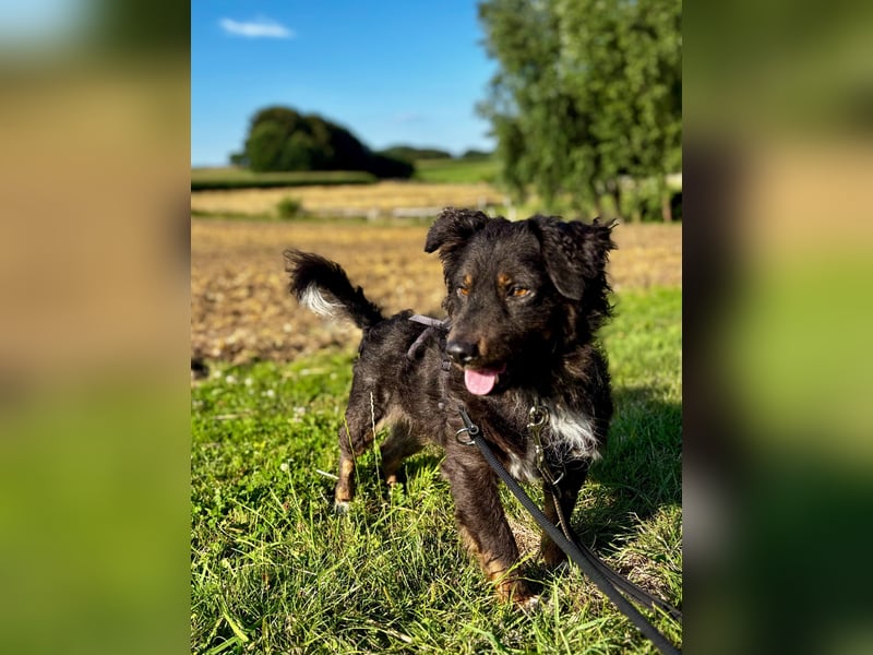 Verschmuster, Collie ähnl. Rüde, 35cm, 6Jahre, gepflegt, stubenrein